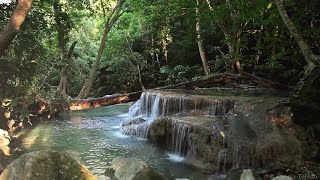 Relaxation // Bruit de l&#39;eau et des animaux // Forêt tropicale 【1080p】