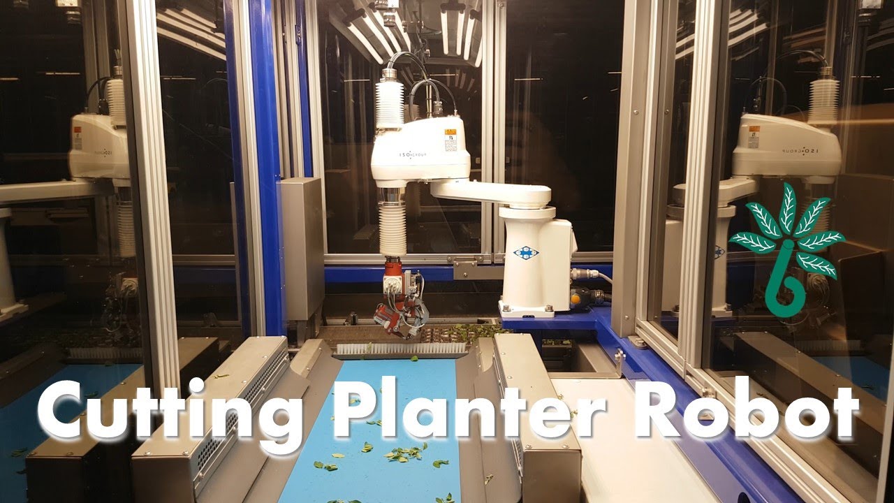 Stecklingsroboter - Moderne Technik im Produktionsgartenbau