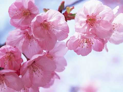 Kalbe Dolan O İlk Bakış Nesrin Sipahi By Trkn K 