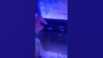 Fluctuating water level in reef tank!