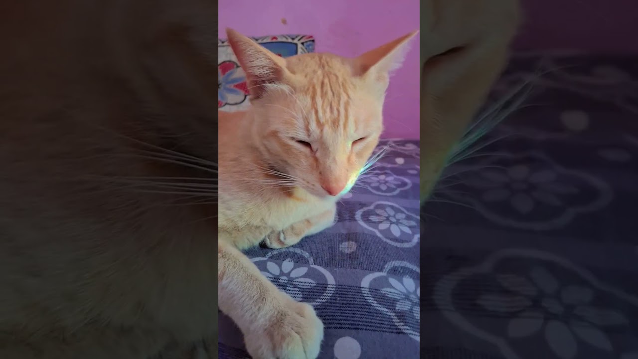 Gwenchana #gingercat #cat #viralvideo #mygingercat #catlover #cuteecats #shortsmusic #love