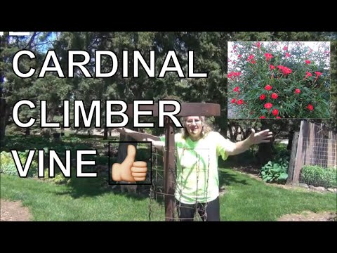 Cardinal Climber Vine [Seed to Planting] - Attracts Hummingbirds