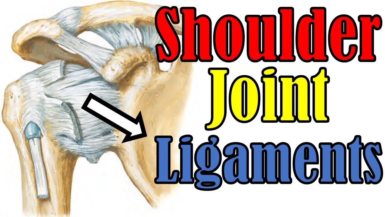 62. Shoulder Joint (2/5) || Upper Limb Joints (5/15) || كلية الطب - مادة التشريح || (M1---) || [64]