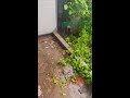 小猫:那我走?......