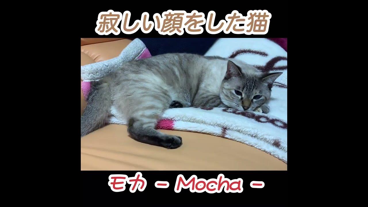 寂しい顔をした猫 モカ Mocha Shorts Youtube