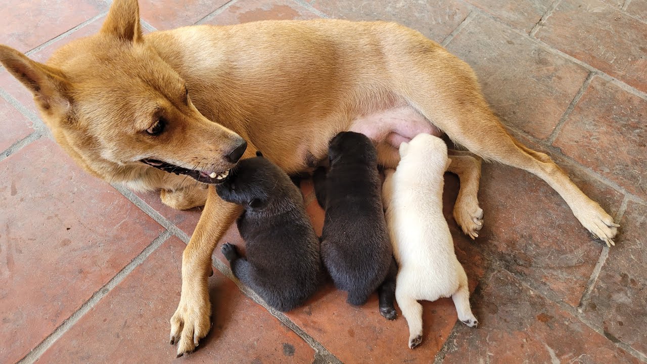mother dog nursing mẹ chó cho con bú - YouTube
