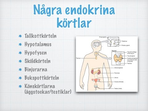 Video: Det Endokrina Systemet: Funktion, Organ, Hormoner Och Förhållanden