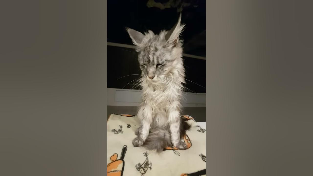 Как заставить котенка сходить. Как заставить котенка сходить