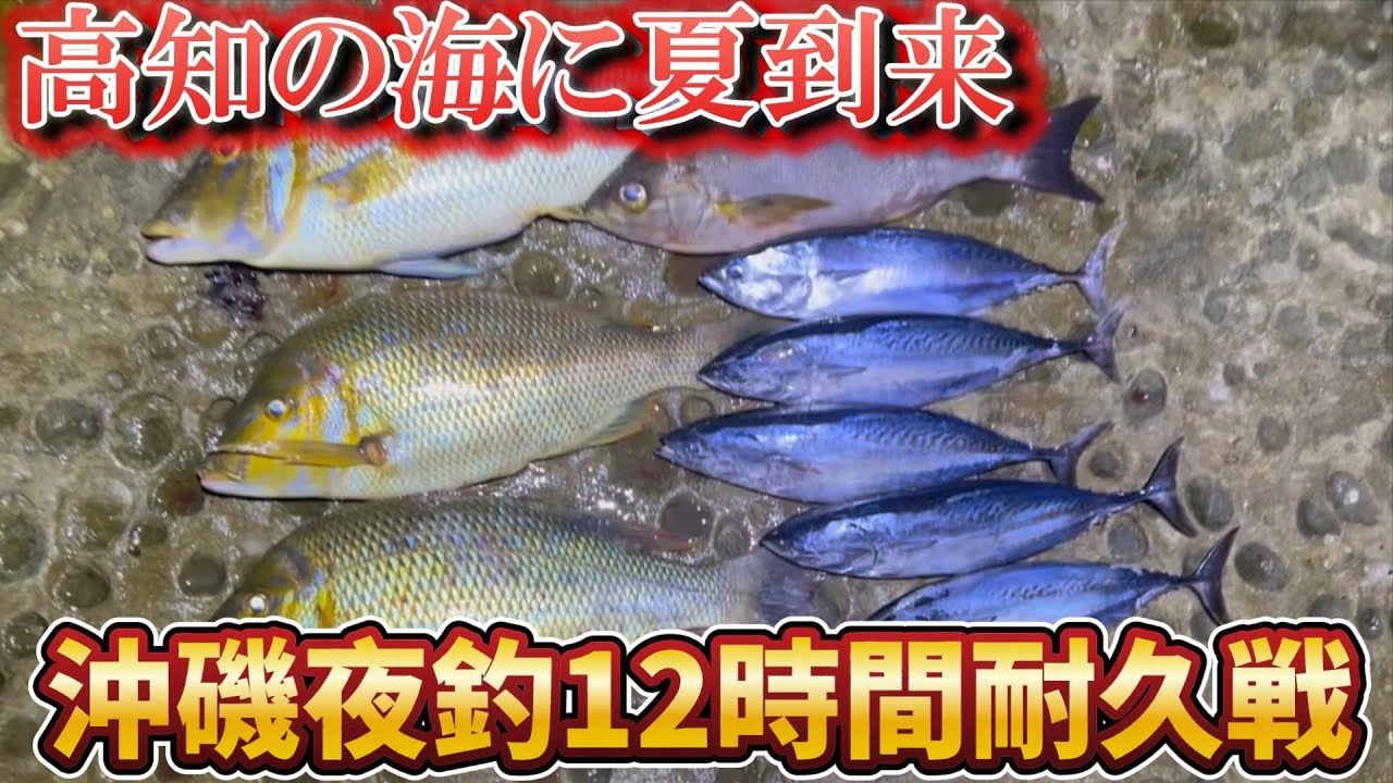【カゴ釣り】高知に夏到来、土佐清水市竜串で沖磯夜釣り！クーラーパンパンの良型連発☆【高知県土佐清水市】