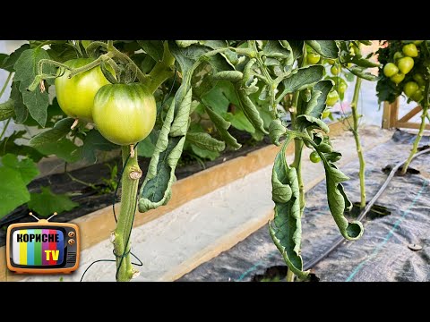 Скручуються листя у томатв!  Все виправляться в момент