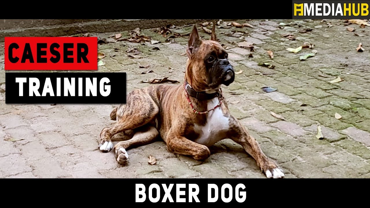 Boxer Breed Dog In Kerala Caeser Skill Show Playing Football Youtube