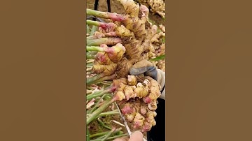 sharp scissors for cutting ginger #shorts