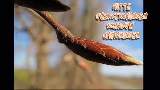 Gewone Haagbeuk Carpinus Betulus