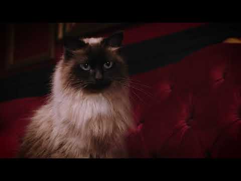 He runs a tight ship and should be compensated for it!| PetMeds