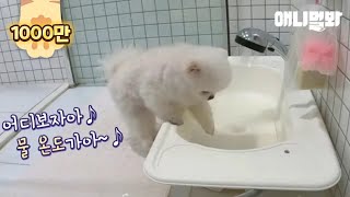 Поморская собака наслаждается ванной нижней части тела, как человек