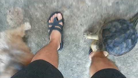 Gizmo..My Common snapping turtle puppy #shorts