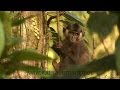 Monkeys of Siberut, Monyet