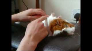 How to train your guinea pig to play dead
