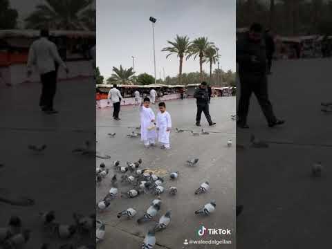 يا حمام المدينه سلم علي نبينا