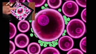 björk: biophilia: virus app tutorial