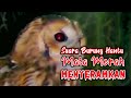 Asli Seram..! SUARA BURUNG HANTU MATA MERAH MENYERAMKAN - Cocok untuk anak susah tidur