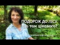 Моя подорож до лісу Що там цікавого 
