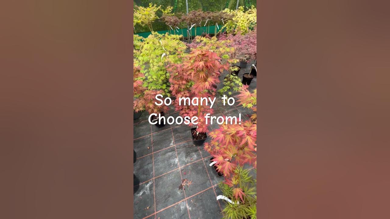 Japanese maple trees, how to select, water, feed and protect them from