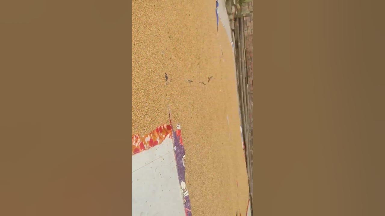 food-for-birds-youtube