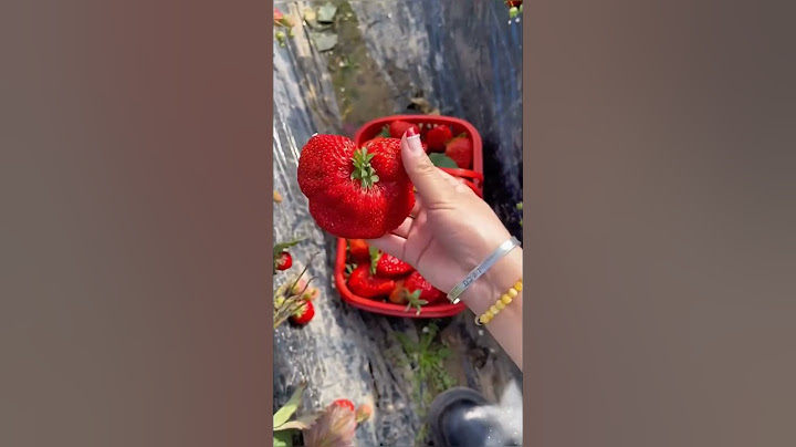 Strawberry jumbo terbesar didunia #strawberryjumbo #strawberry