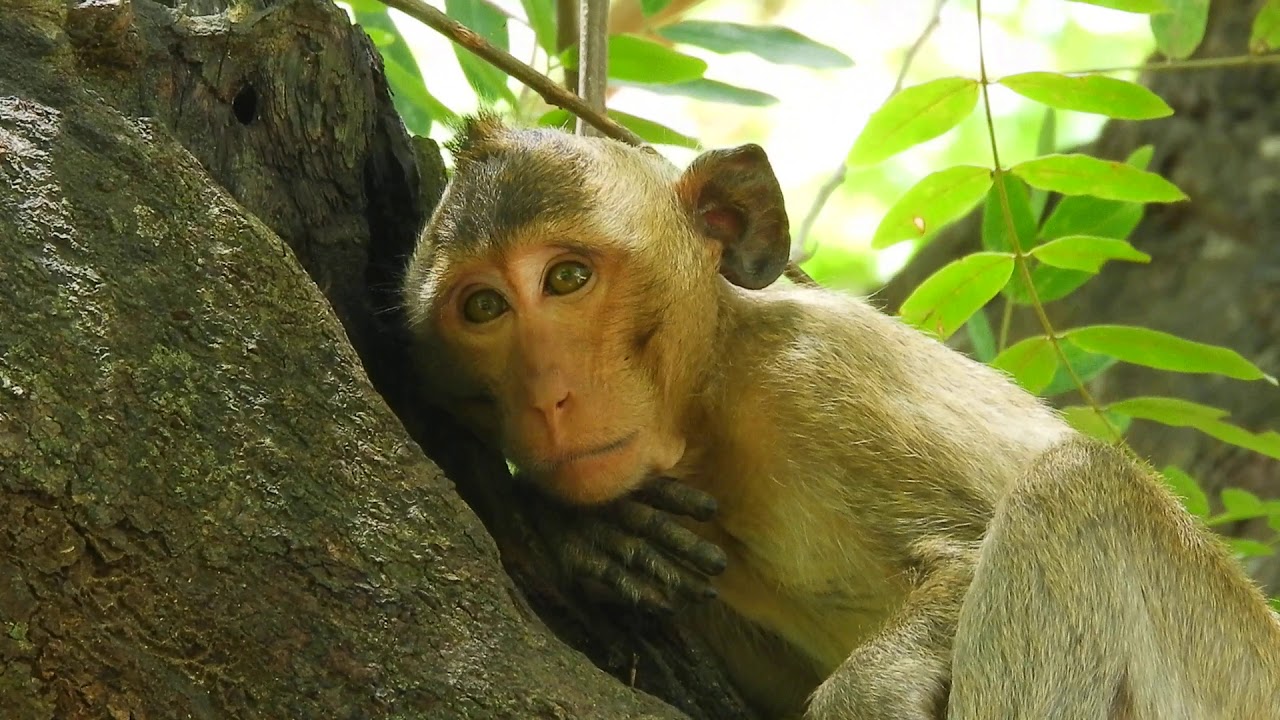 True Sadness! Brutus Jr monkey show feel sad and painful - YouTube