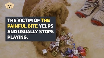 Puppy biting#1: Mouthing, Nipping and Play Biting in Adult Dogs