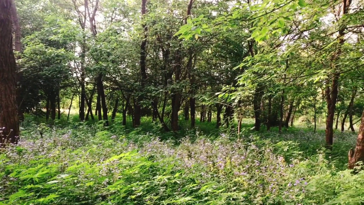 Baila Gujrat Pakistan