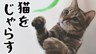 キジトラ猫の大好きな猫じゃらし。