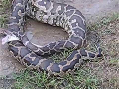What happened to python | LARGEST Python Vomiting..OMG ! Ohhh ( Sri ...