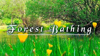 🌳Forest Bathing🌿Peaceful River Flowing Sound & Birds Songs🌿🌞Fresh Morning Ambience Meditation #2