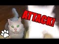 Cats Pouncing | Funny Animal Compilation 2018