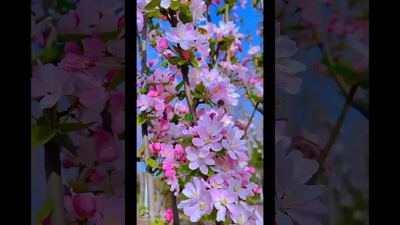 Бяла лястовице