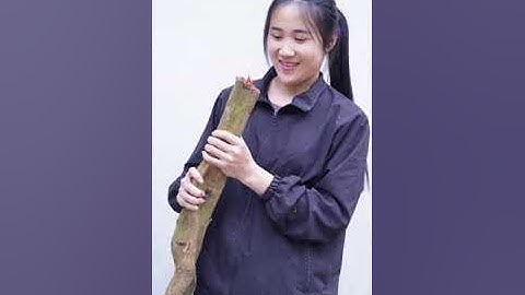 Cách phân biệt cây cỏ máu và cây huyết đằng