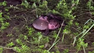 March 2024 Pacific Chorus Frogs