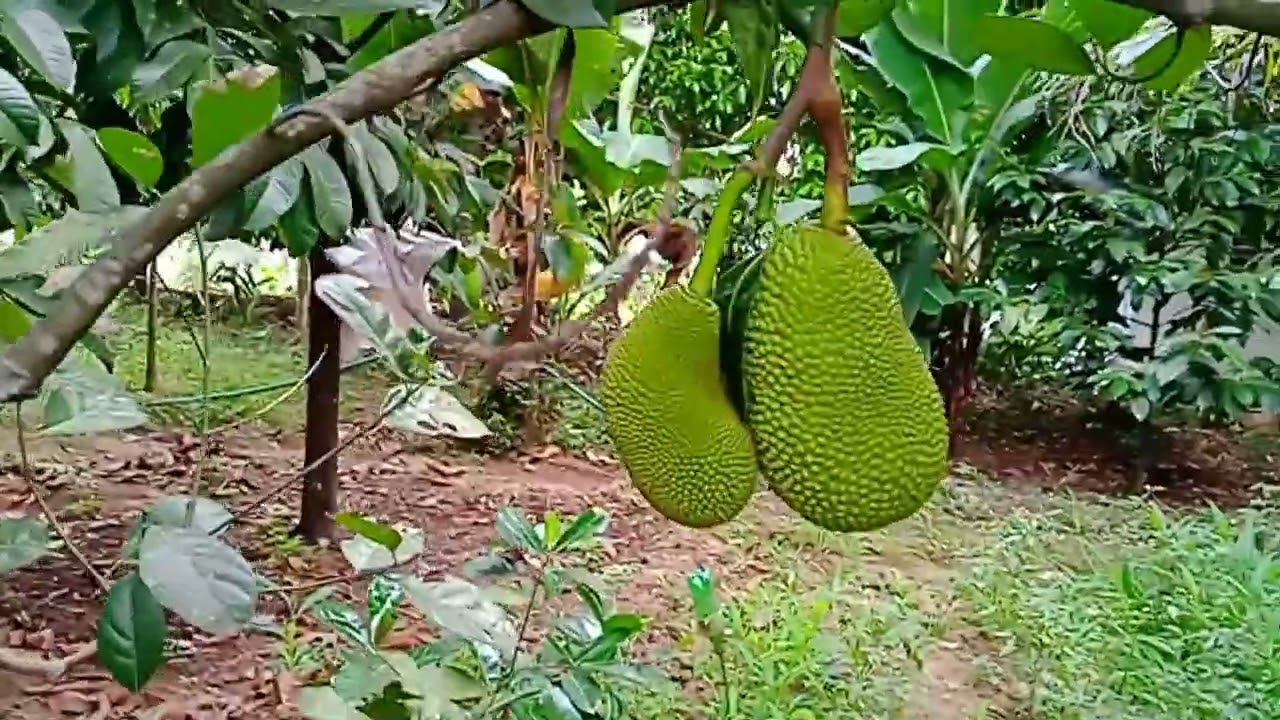 Jack fruit cultivation 
