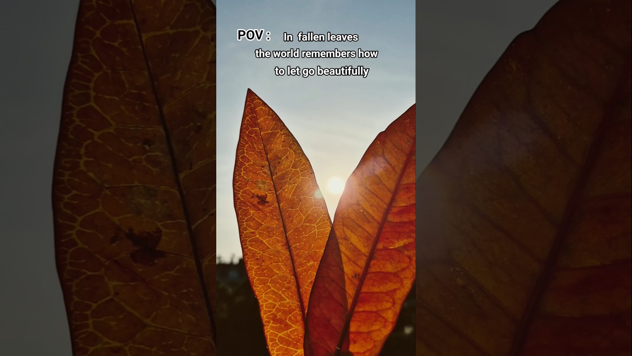 Nature speaks ... #lifelessons #beauty #ytshort #india #fallenleaves #poetry #nature #believer