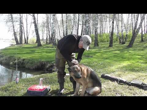 я и мой хвост.правильно чистим уши собаке.