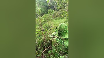 Penyamaran Rumput Liar Mikat Burcil Hinggap Satu Ekor #birds #shorts #darafamilychannel