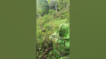 Penyamaran Rumput Liar Mikat Burcil Hinggap Satu Ekor #birds #shorts #darafamilychannel