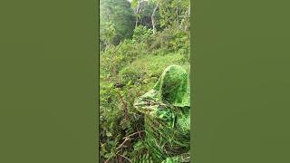 Penyamaran Rumput Liar Mikat Burcil Hinggap Satu Ekor #birds #shorts #darafamilychannel