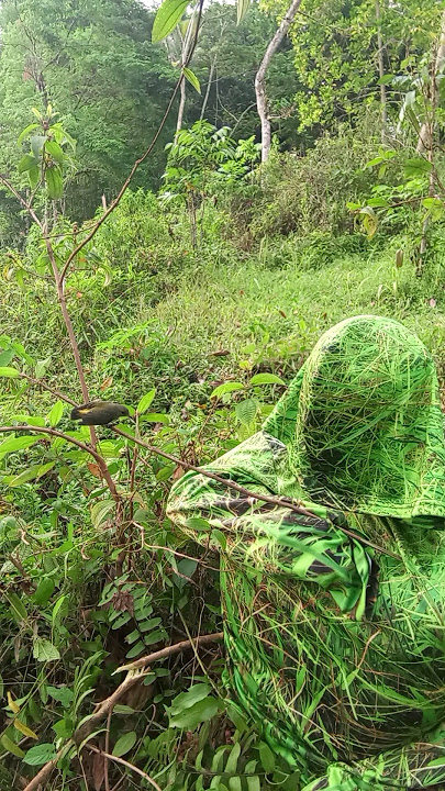 Penyamaran Rumput Liar Mikat Burcil Hinggap Satu Ekor #birds #shorts #darafamilychannel