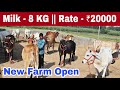 Opening New Farm : Top Quality Milking Cows Available at Cheap Rates || Cow Dairy Farm