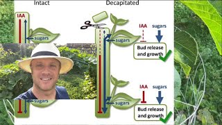What is Apical Dominance? “Tips” for Controlling the Eventual Shape of your Trees, Bushes, and Vines