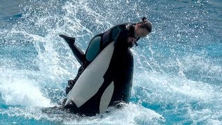 Whale Orca Show In Japan Kamogawa Sea World. Animal Show 2 【4K】