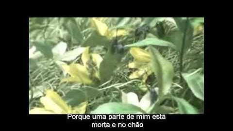 Daughtry - It s Not Over legendado.avi